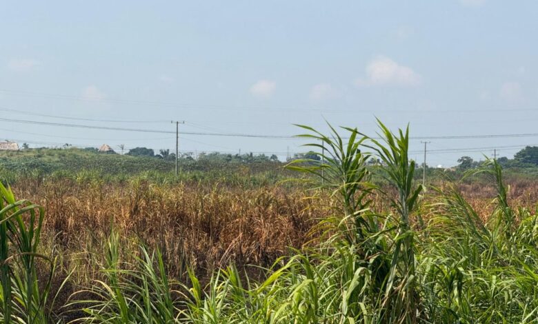 Fugas de amoniaco generan alerta en Minatitlán y Nanchital