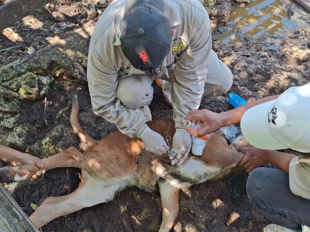 Aumentan casos de gusano barrenador en ganado de Minatitlán