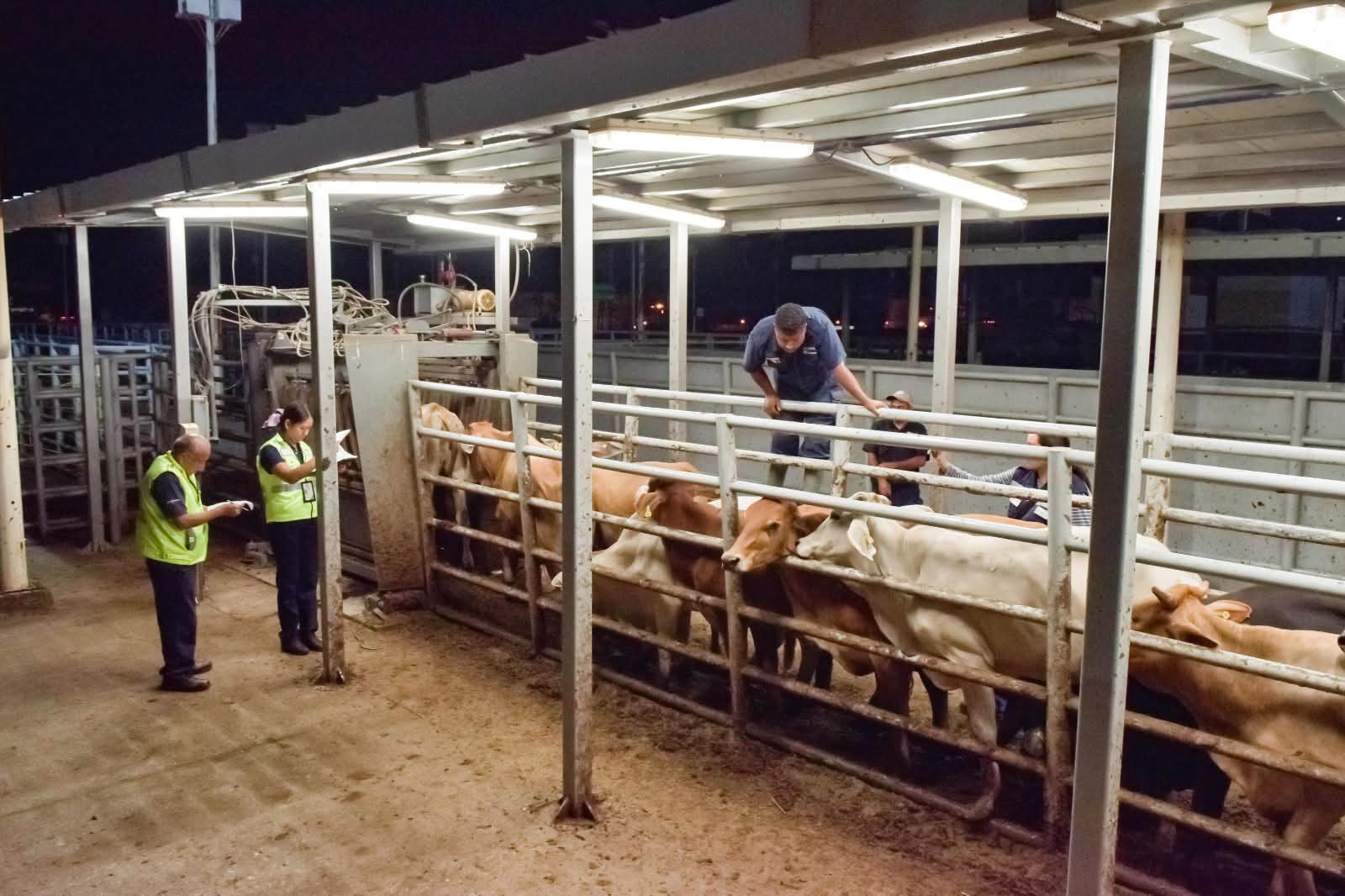 Gobierno Federal declara emergencia nacional por gusano barrenador