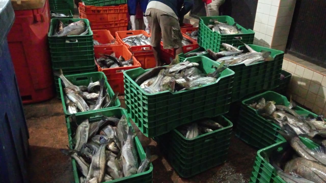 Capturan más de dos toneladas de robalo en el sur de Veracruz