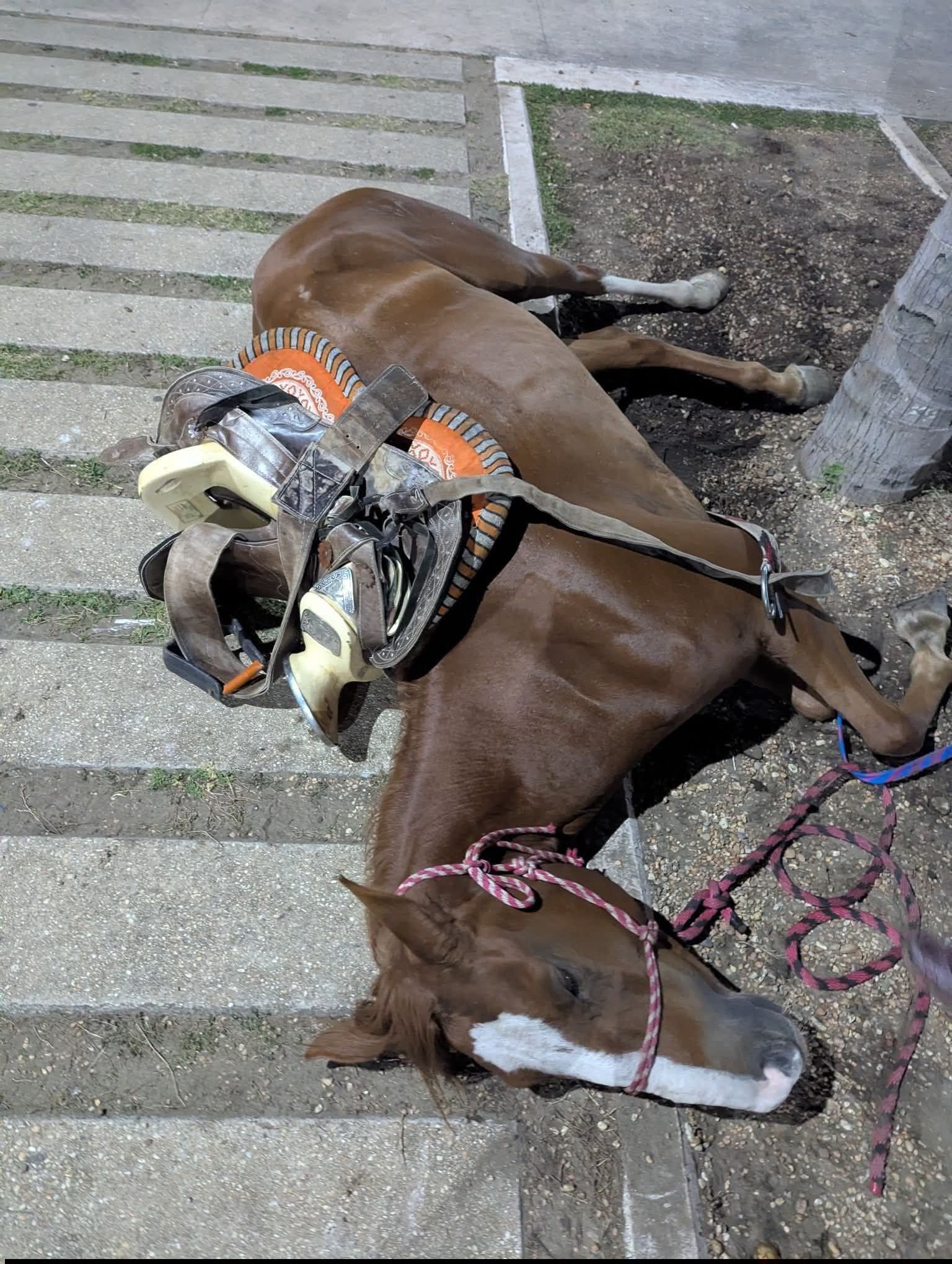 Polémica por yegua atendida tras cabalgata en Coatzacoalcos