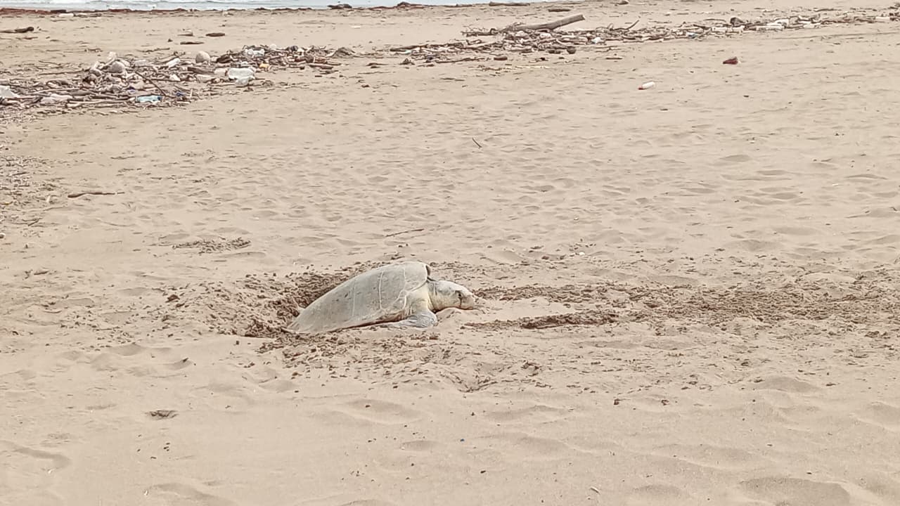 Dos tortugas Lora desovan en playas de Coatzacoalcos