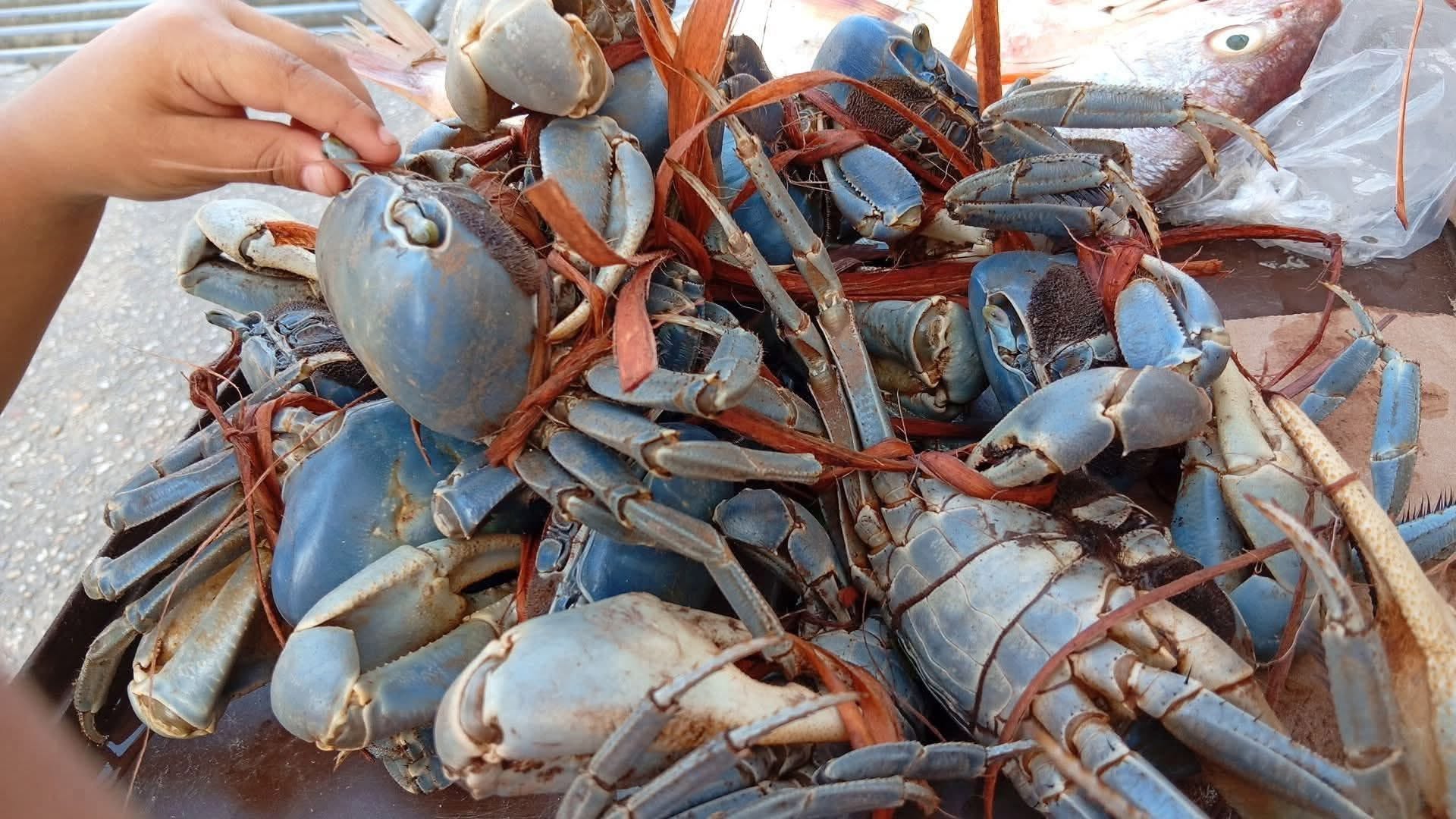 Barrillas pide apoyo para vigilar veda del cangrejo azul en Coatzacoalcos