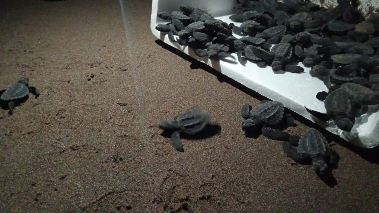 Liberan 56 tortuguitas lora en Las Barrillas
