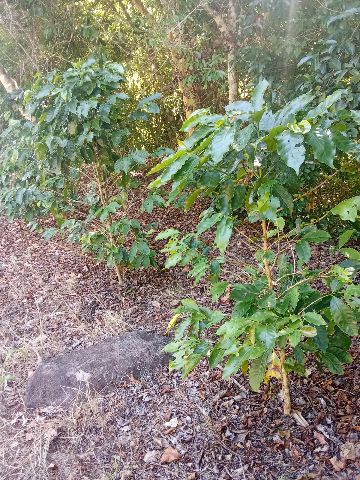 Roya desploma producción de café en Soteapan