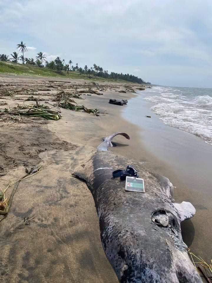 Delfín varado en Coatzacoalcos alerta a ambientalistas