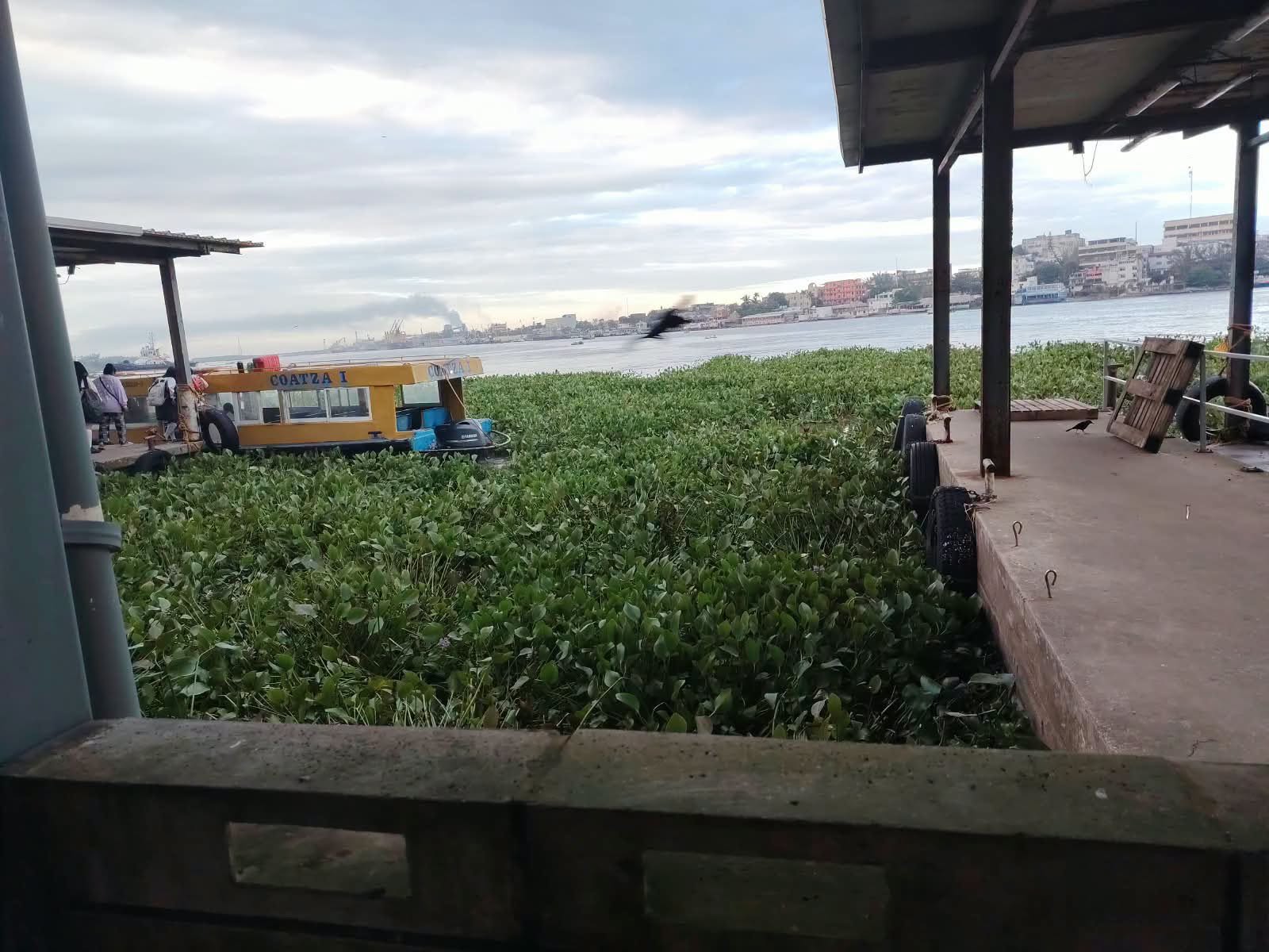 Lirio y palizada retrasan el servicio fluvial entre Coatzacoalcos y Allende